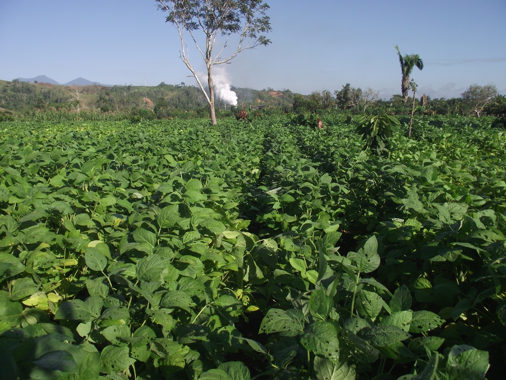 Cultivo De Soja Industria Agroecologica Tocache S A C