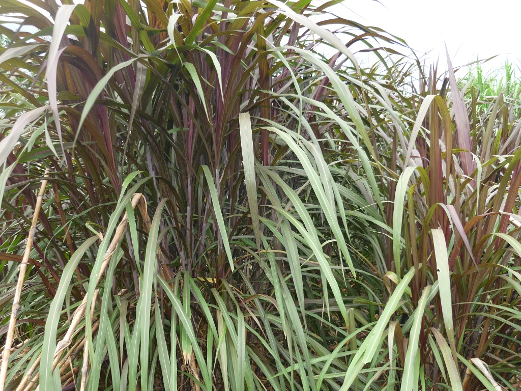 Cultivo de King Grass Industria Agroecologica Tocache S.A.C